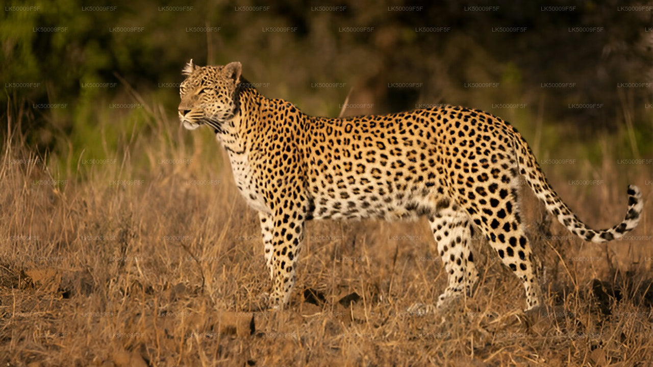 Private Tour from Ella to Mirissa with Yala Safari