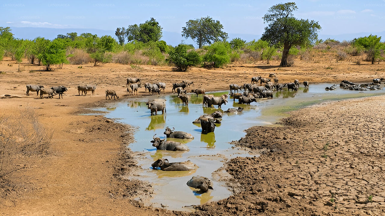 Private Tour from Nuwara Eliya to Tangalle with Udawalawe Safari