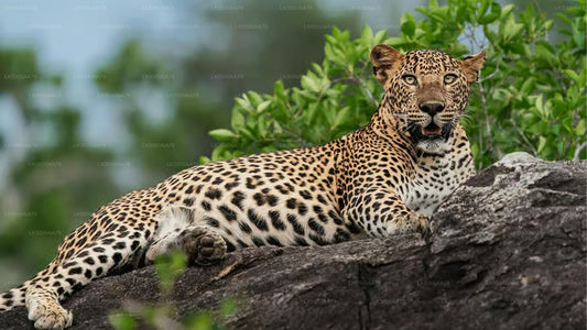 Safari privé dans le parc national de Wilpattu