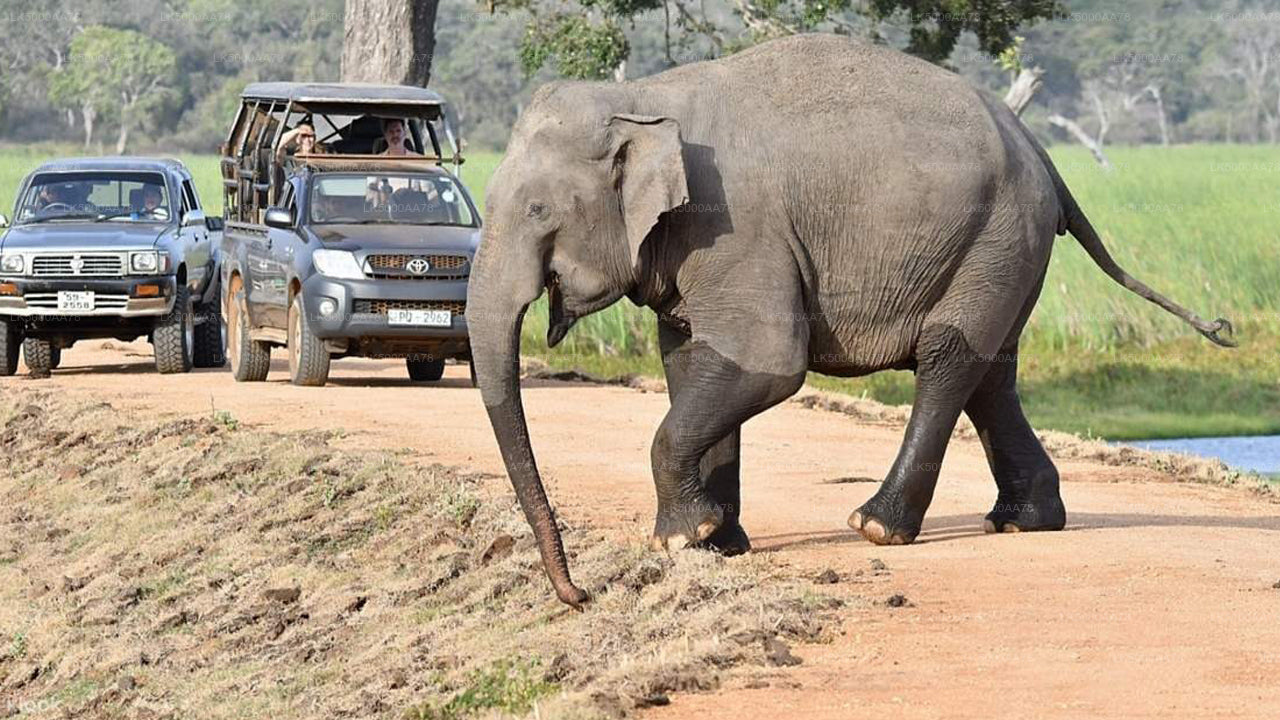 Safari privé dans le parc national de Wilpattu