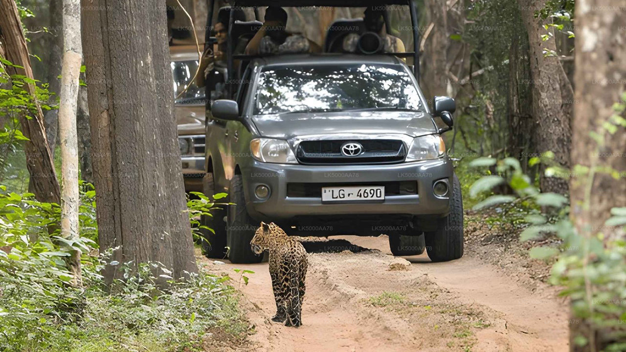 Safari privé dans le parc national de Wilpattu