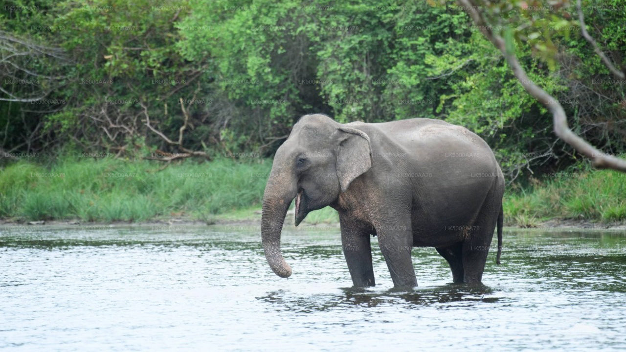 Safari privé dans le parc national de Wilpattu
