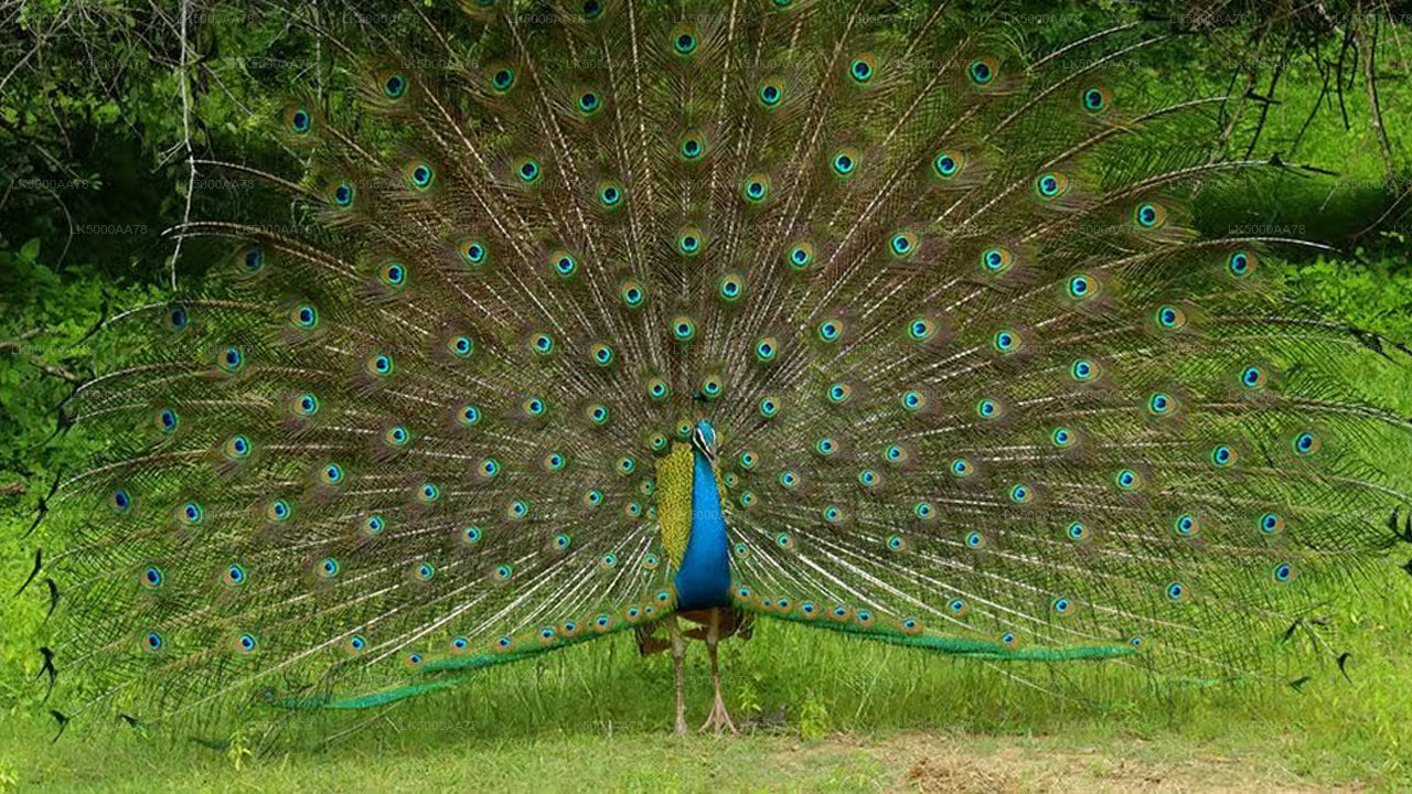 Safari privé dans le parc national de Wilpattu