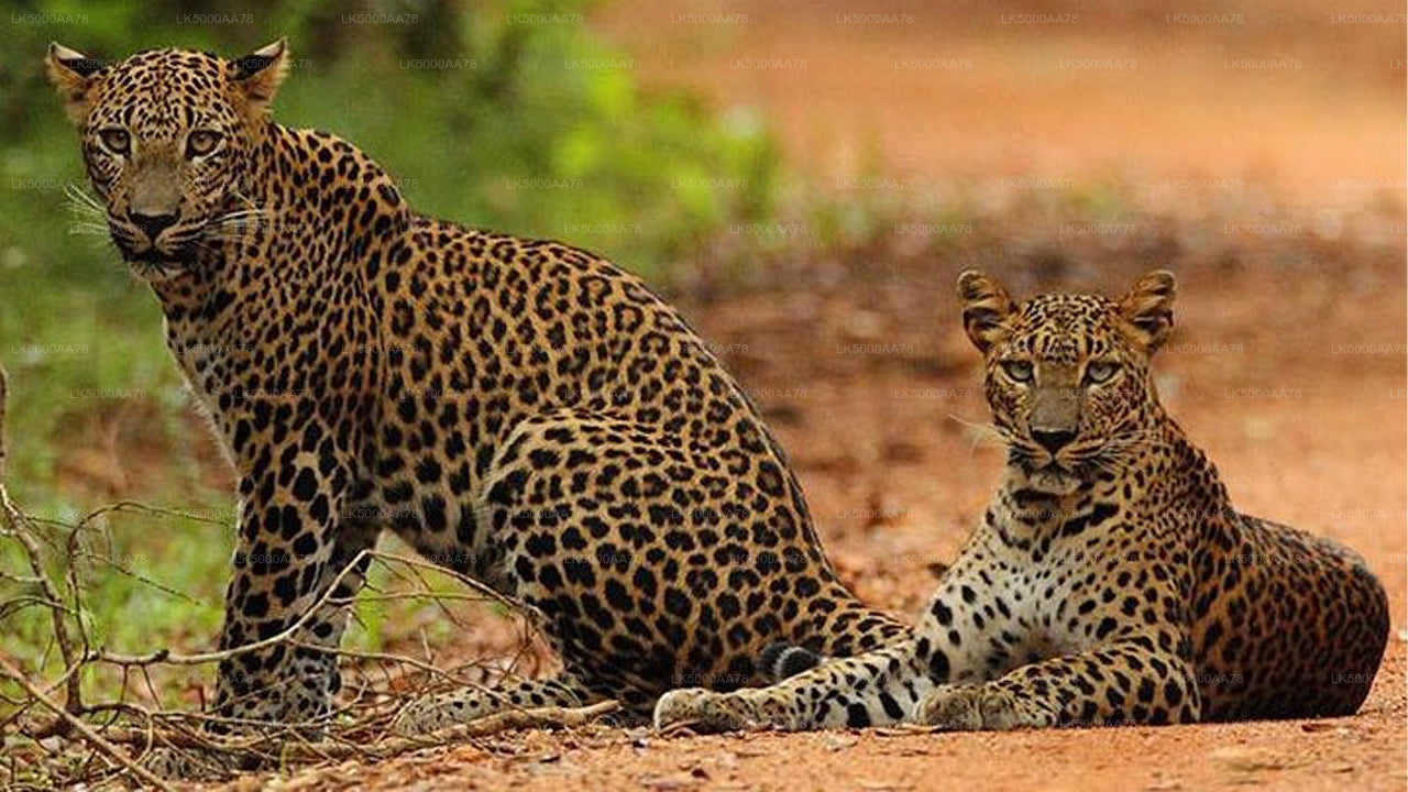Safari privé dans le parc national de Wilpattu