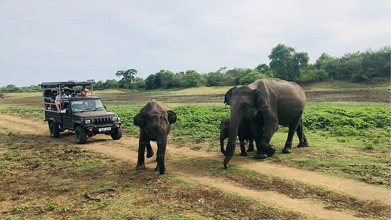 Safari privé dans le parc national de Wilpattu