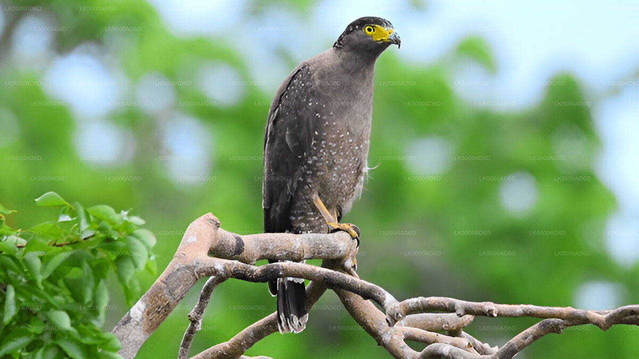 Excursion privée de Galle à Ella avec Yala Safari