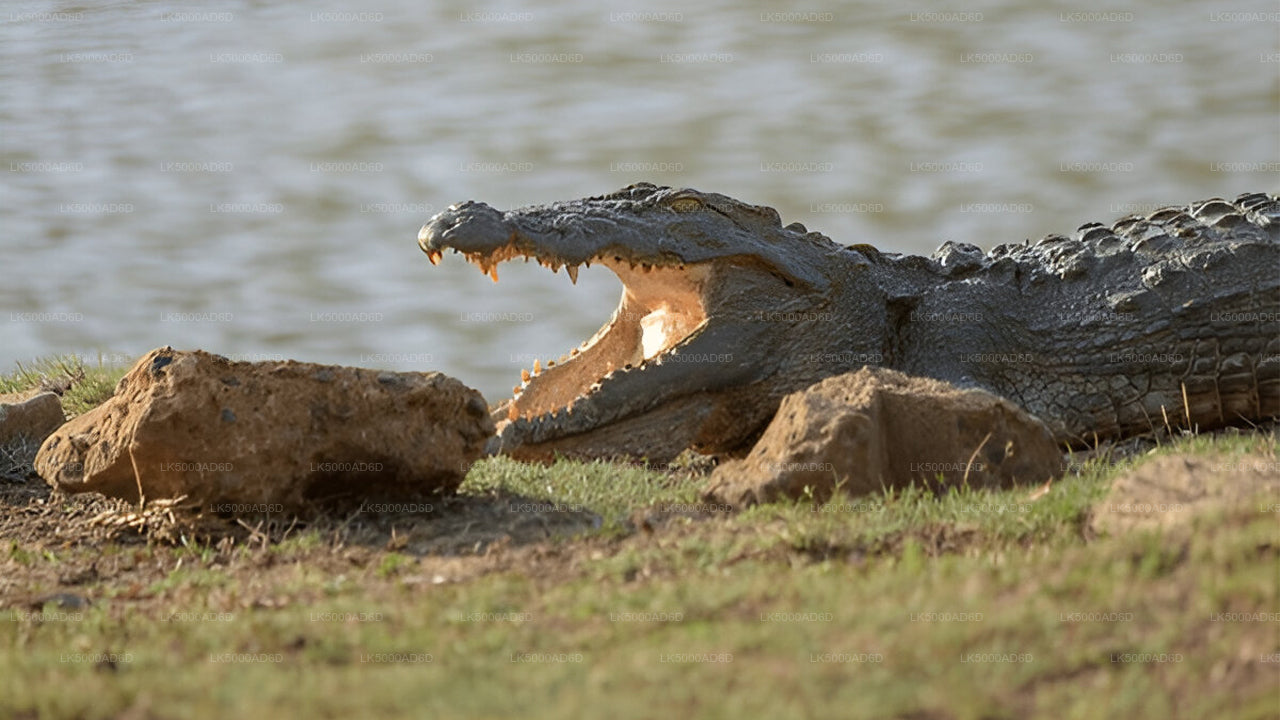 Excursion privée de Galle à Ella avec Yala Safari