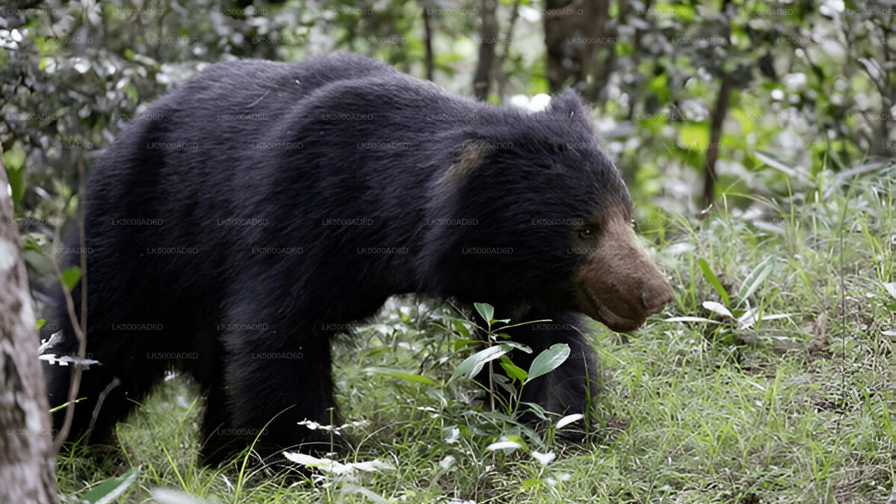 Excursion privée de Galle à Ella avec Yala Safari