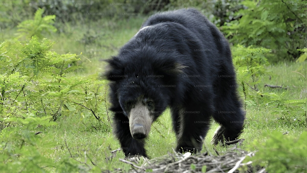 Excursion privée de Galle à Ella avec Yala Safari