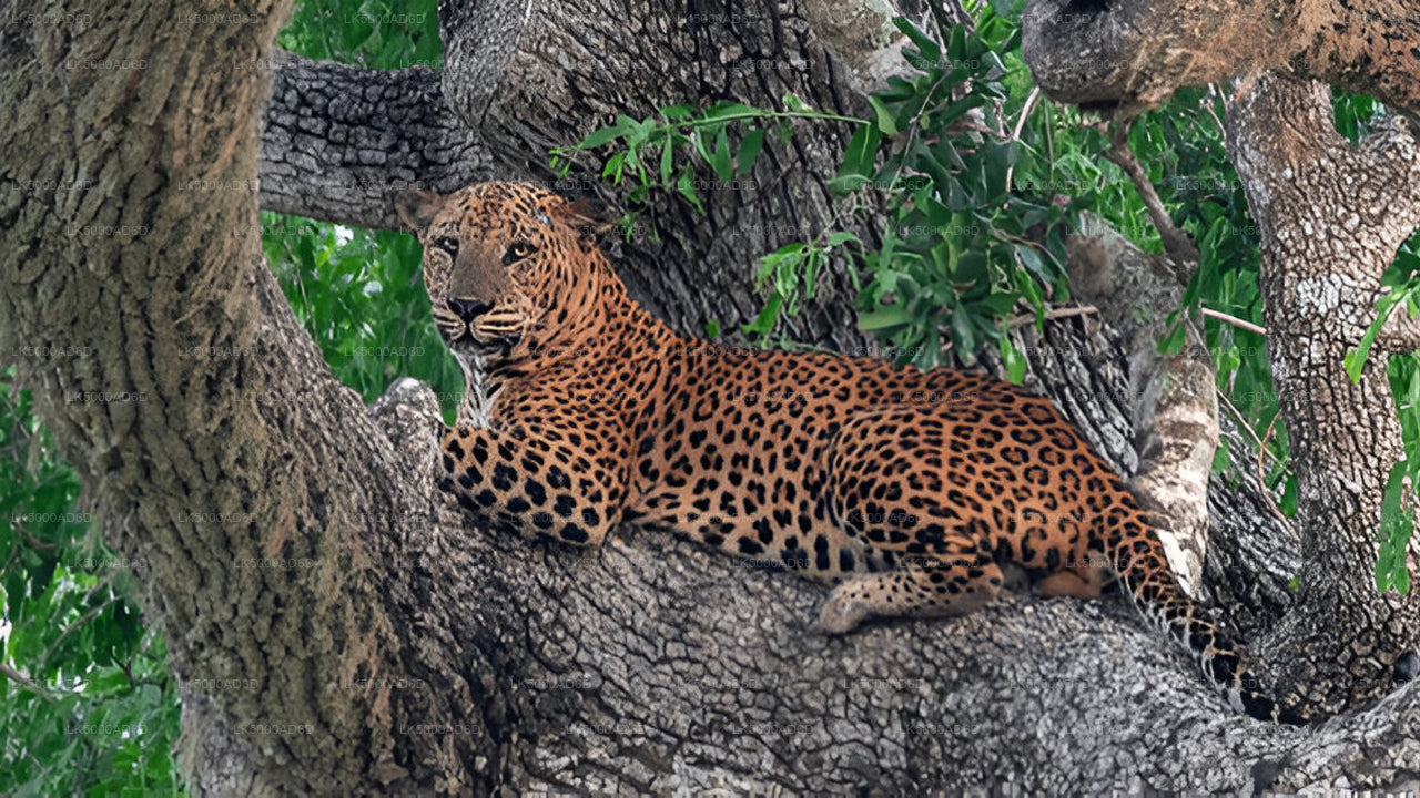 Excursion privée de Galle à Ella avec Yala Safari