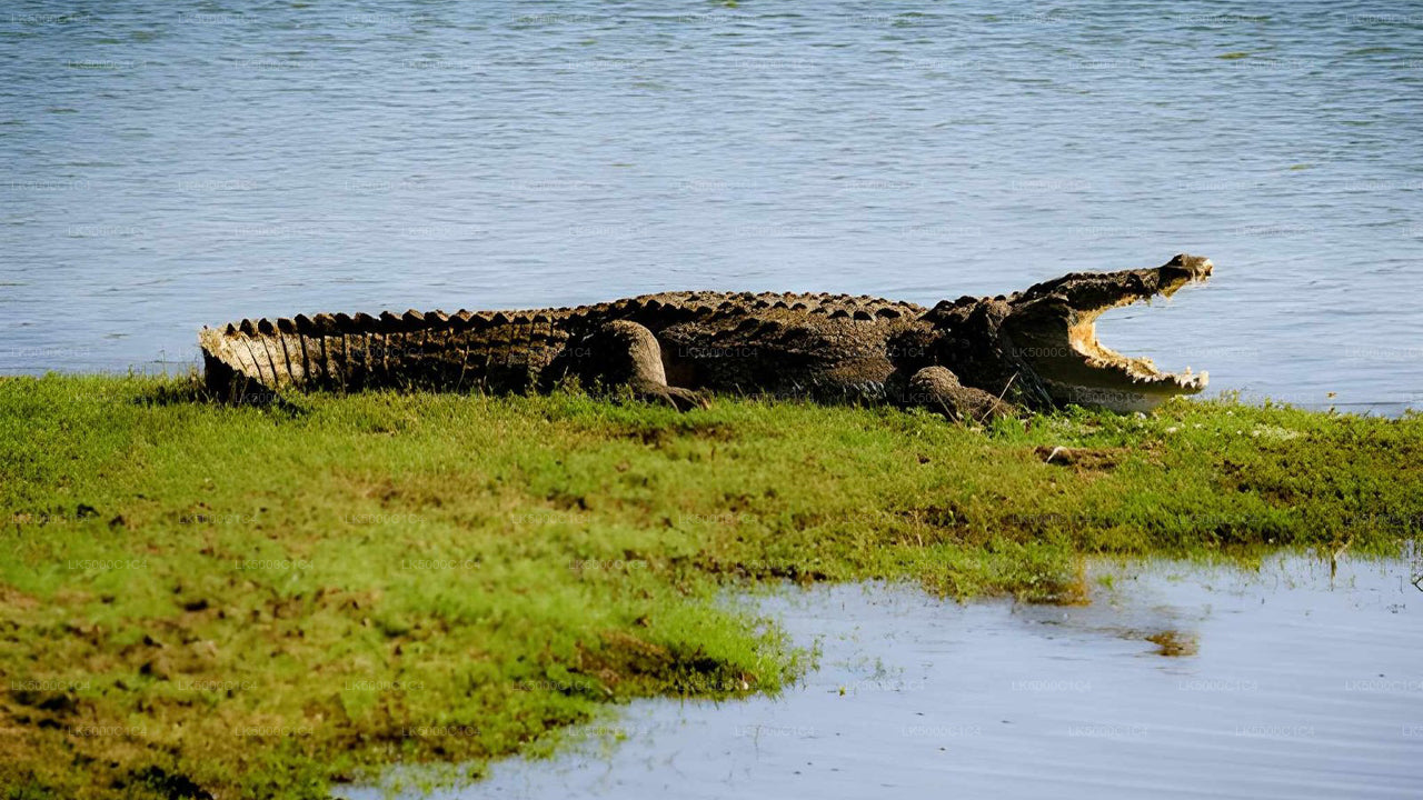 Excursion privée d'Ella à Hiriketiya avec Udawalawe Safari
