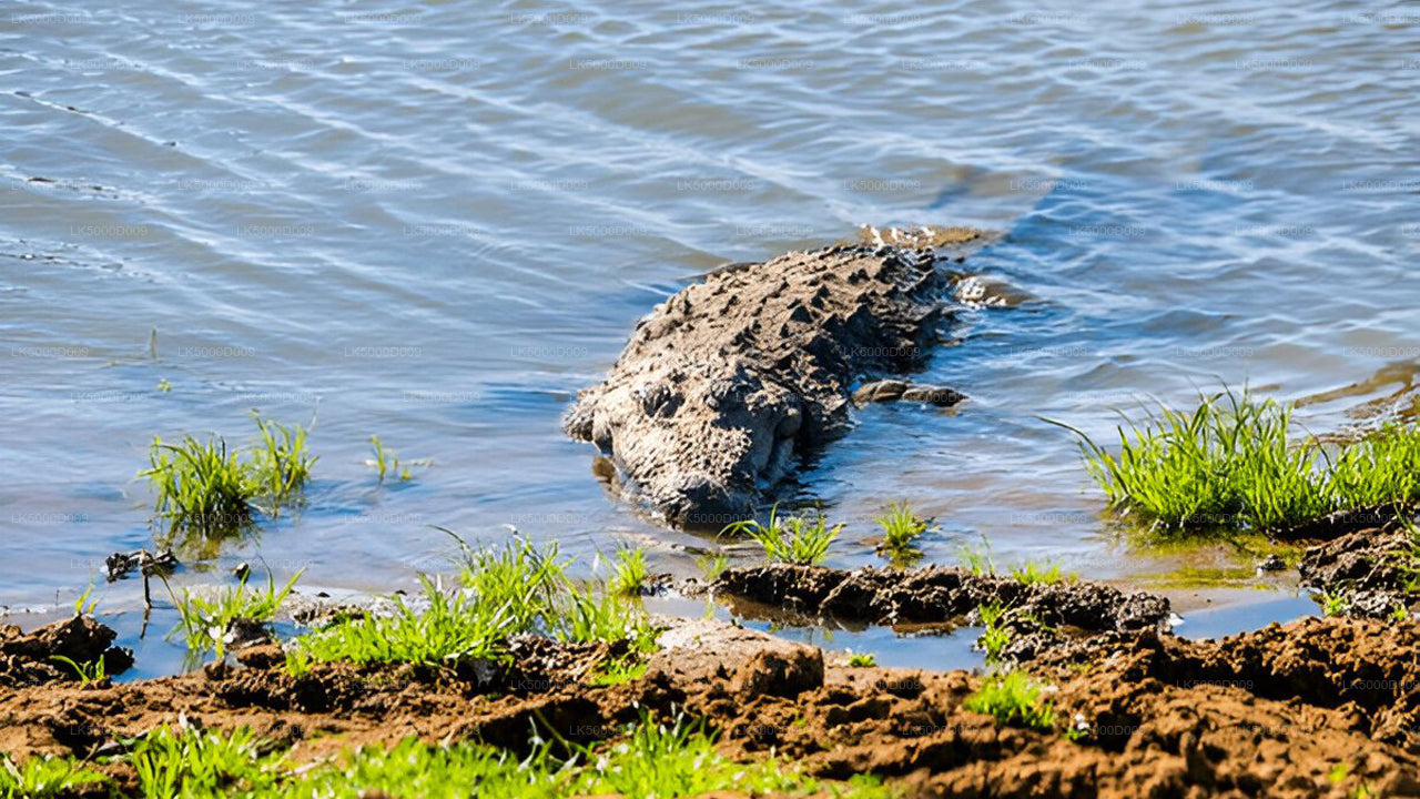 Visite privée de Galle à Ella avec Udawalawe Safari