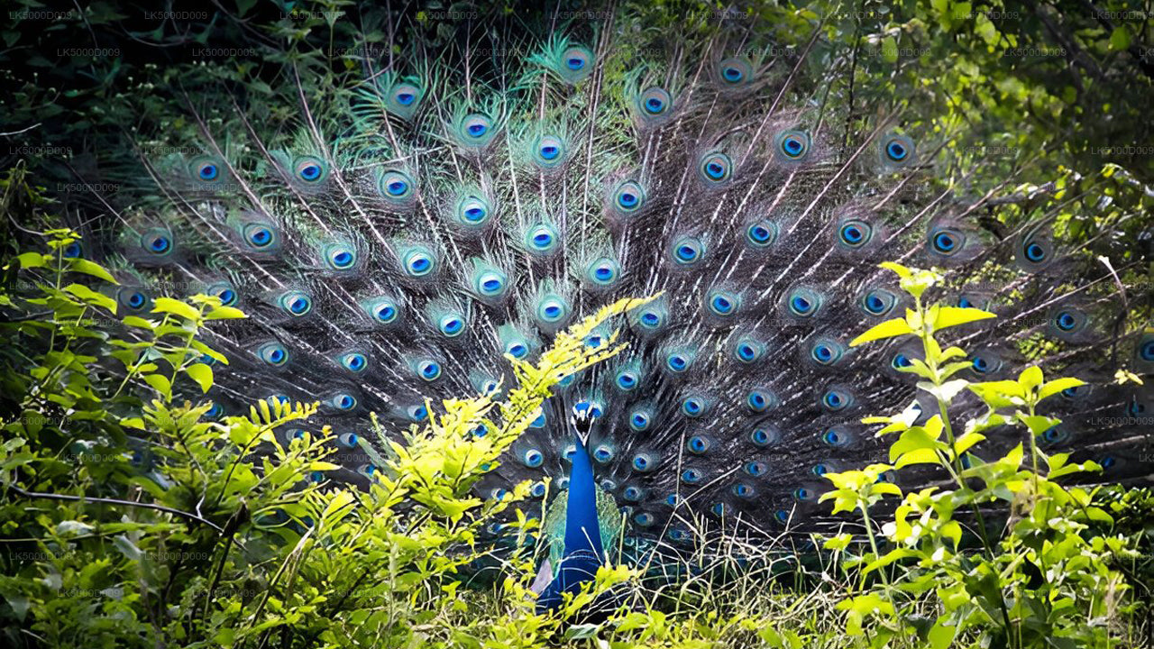 Visite privée de Galle à Ella avec Udawalawe Safari