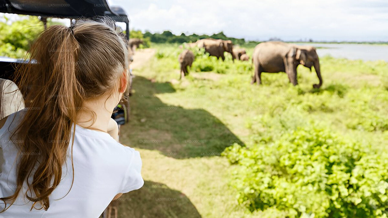 Visite privée de Galle à Ella avec Udawalawe Safari