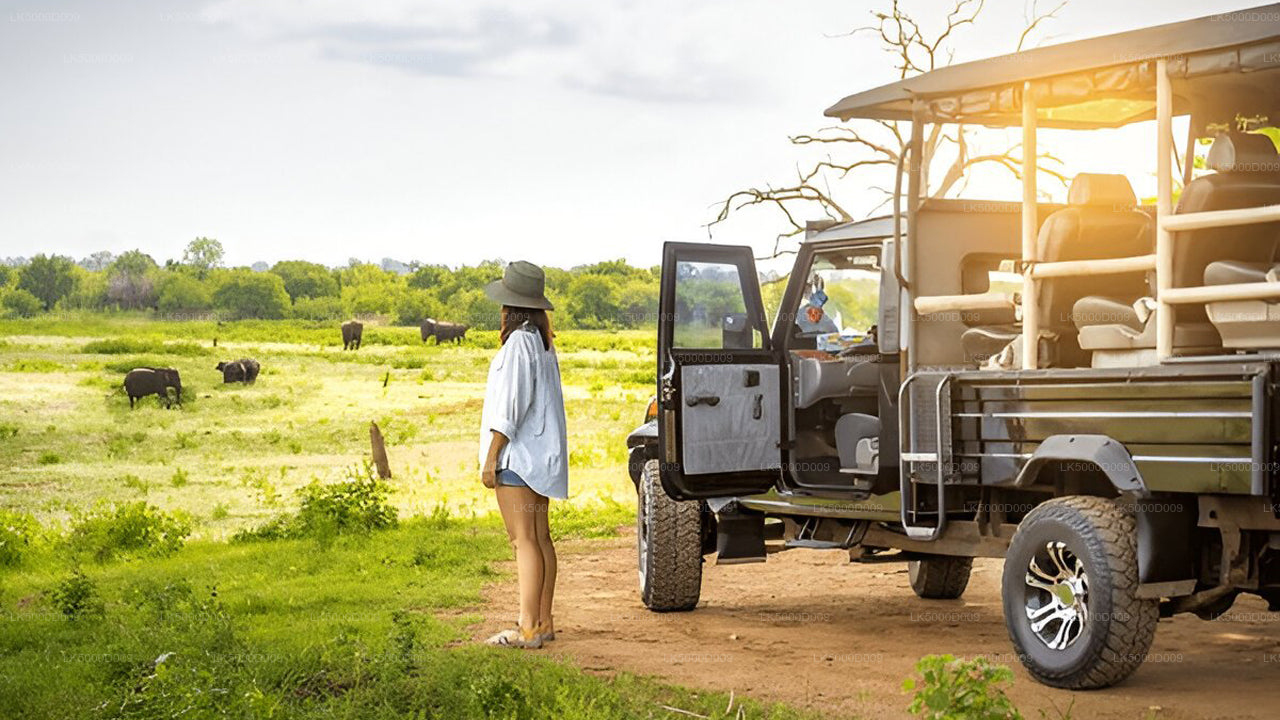 A safari vehicle with tourists observing wildlife in a grassy field at Udawalawe National Park.