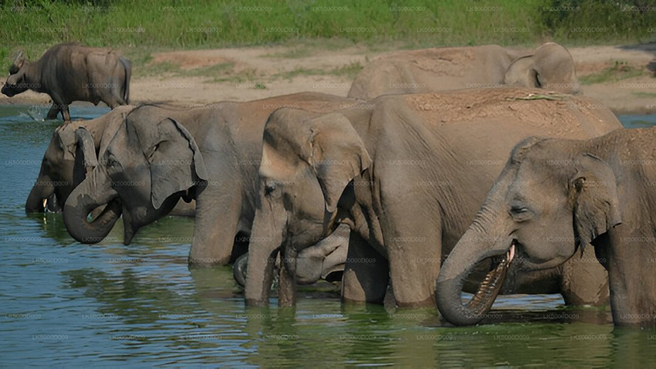 Visite privée de Galle à Ella avec Udawalawe Safari
