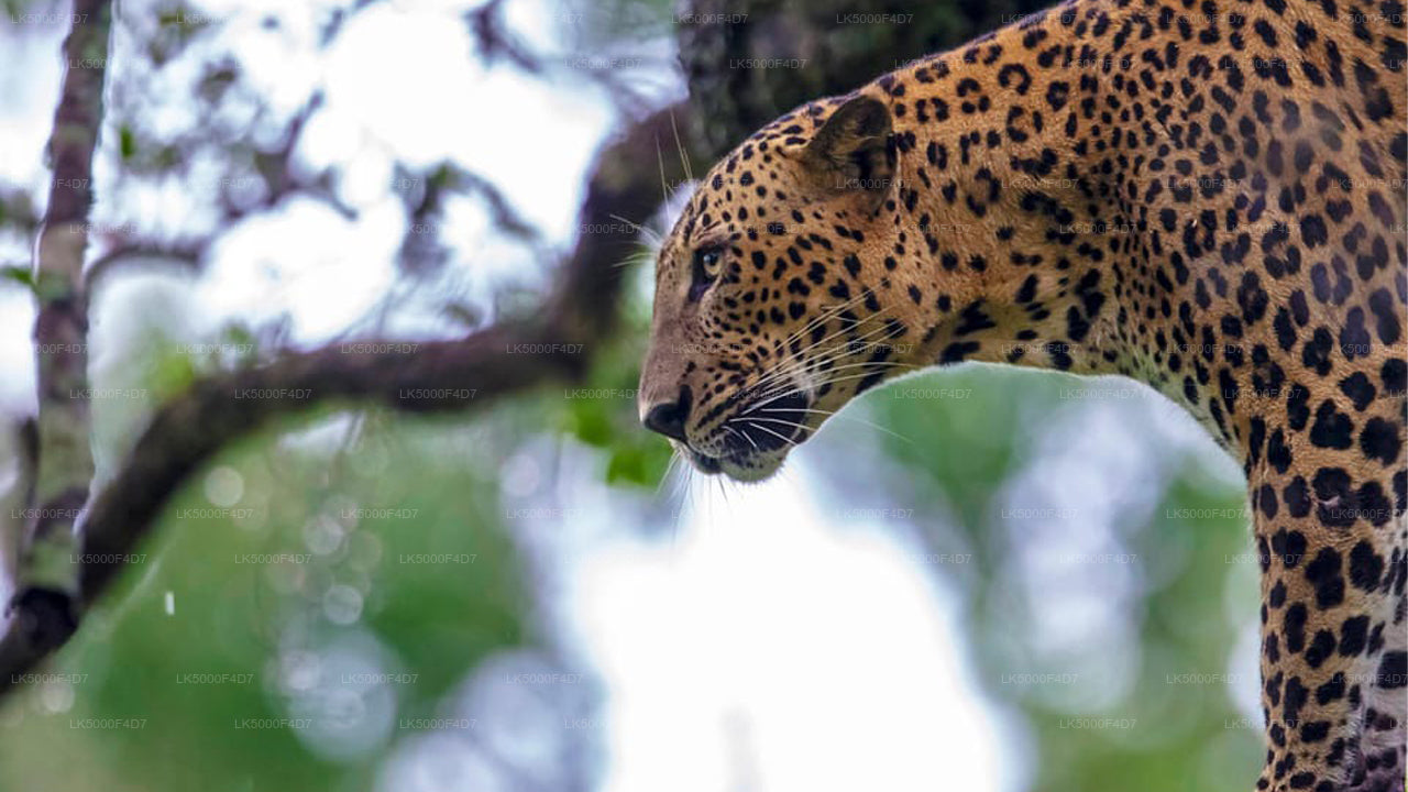 Excursion privée d'Ella à Hiriketiya avec Yala Safari