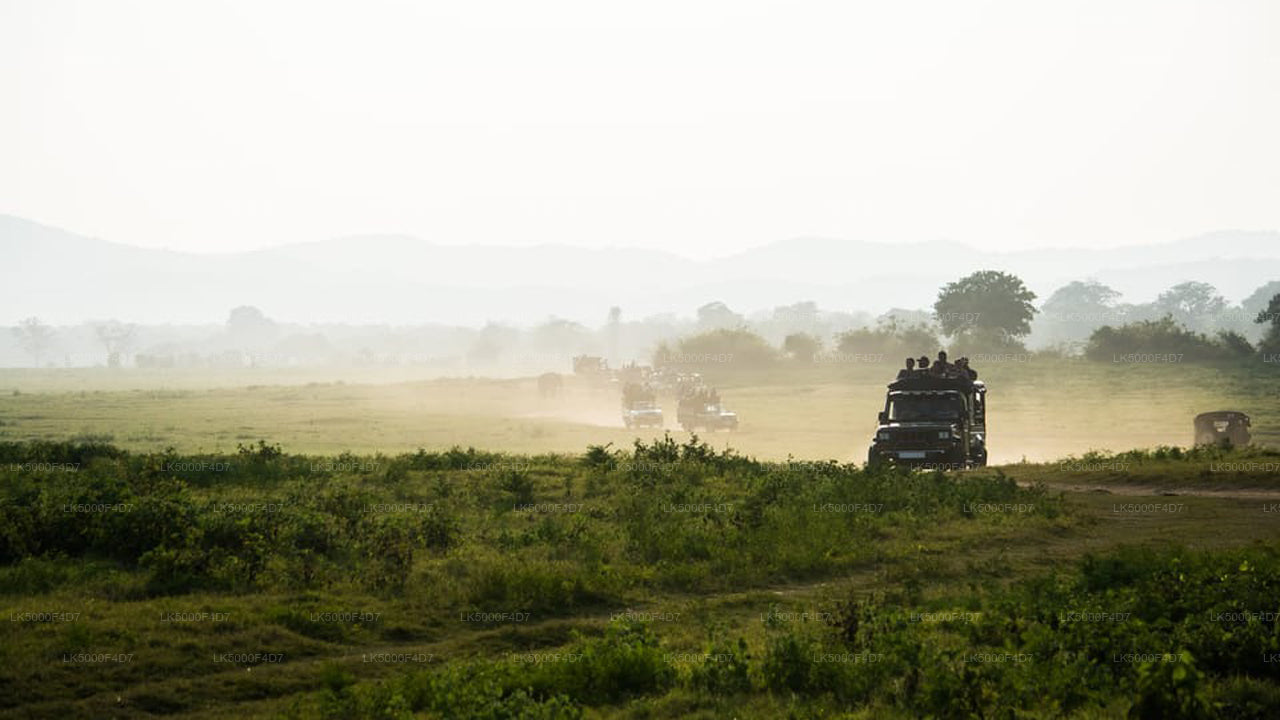 Excursion privée d'Ella à Hiriketiya avec Yala Safari