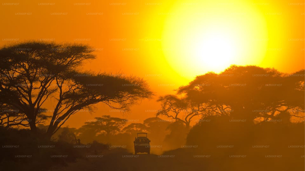 Excursion privée d'Ella à Hiriketiya avec Yala Safari