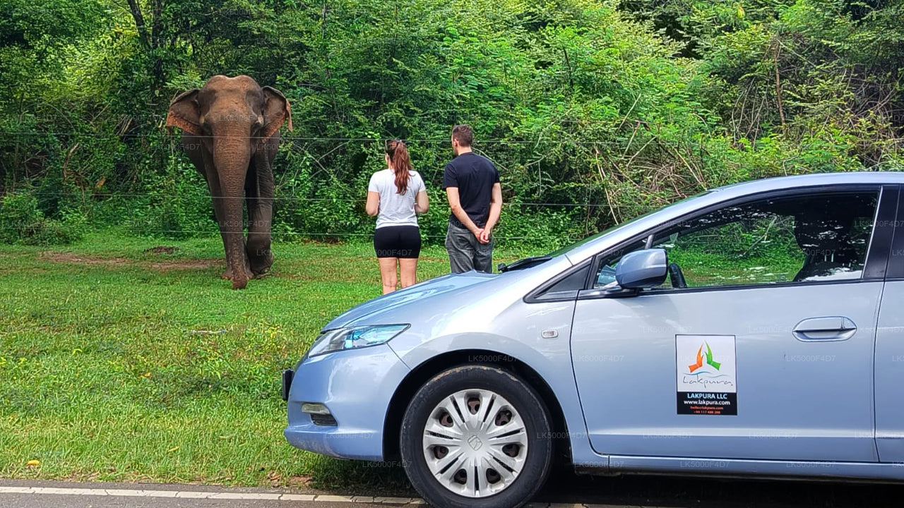 Excursion privée d'Ella à Hiriketiya avec Yala Safari