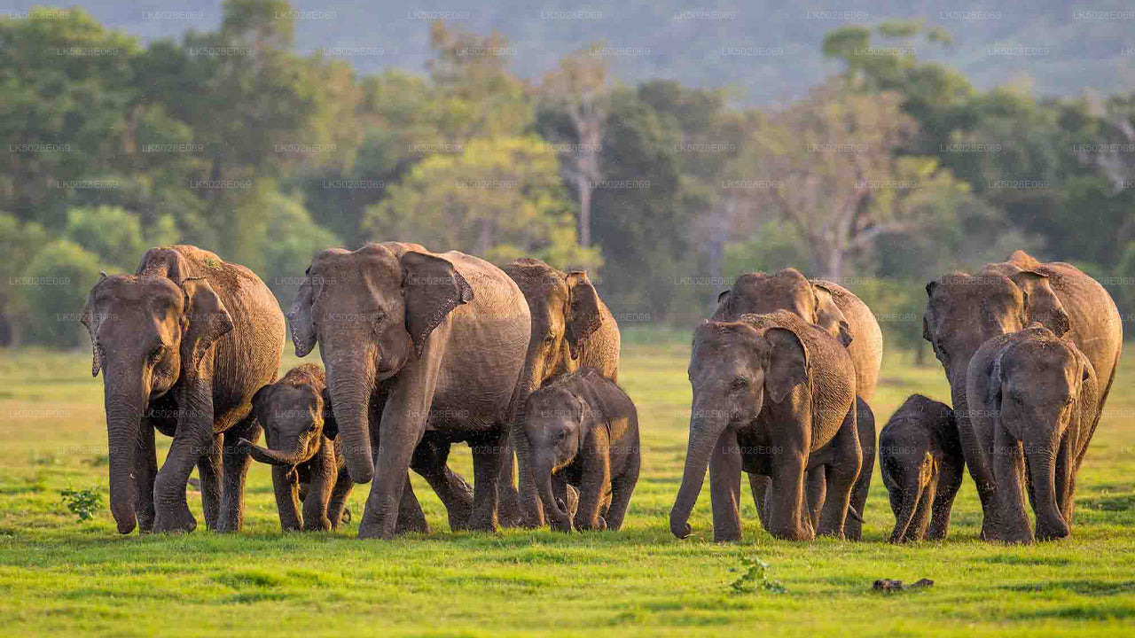 Safari privé du Grand Rassemblement des Éléphants au départ de Minneriya