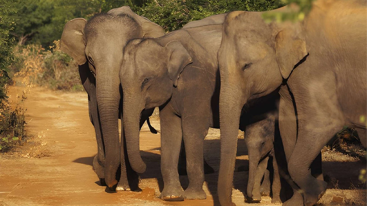Safari privé dans le parc national d'Udawalawe avec un naturaliste