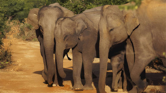 Safari privé dans le parc national d'Udawalawe avec un naturaliste