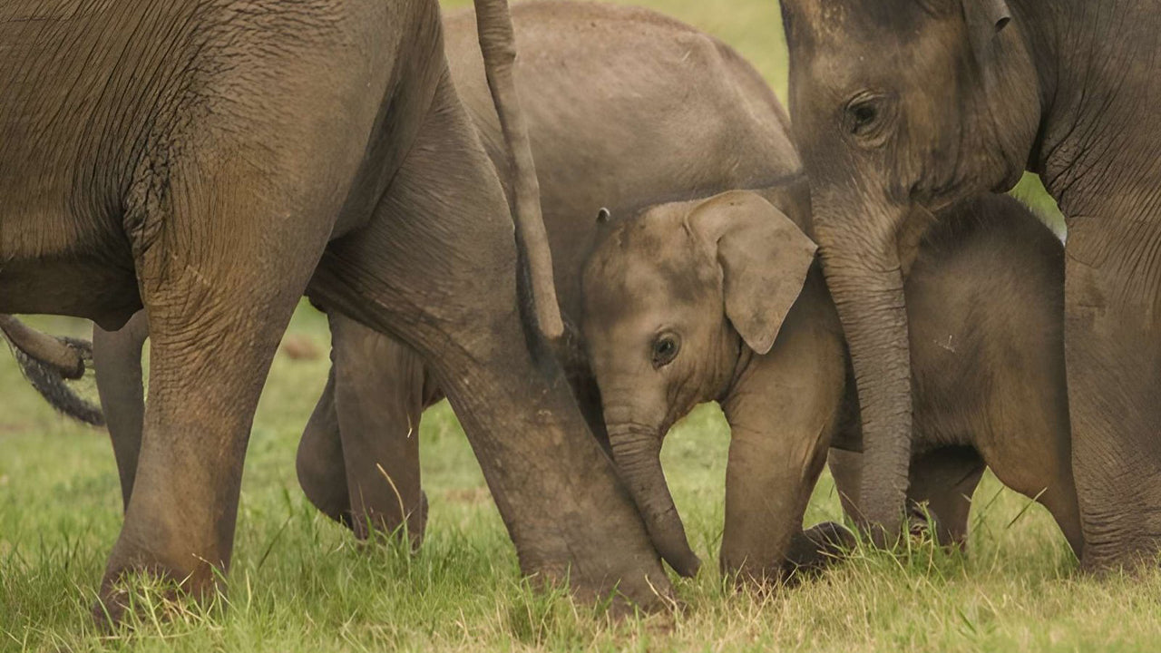 Safari privé dans le parc national d'Udawalawe avec un naturaliste