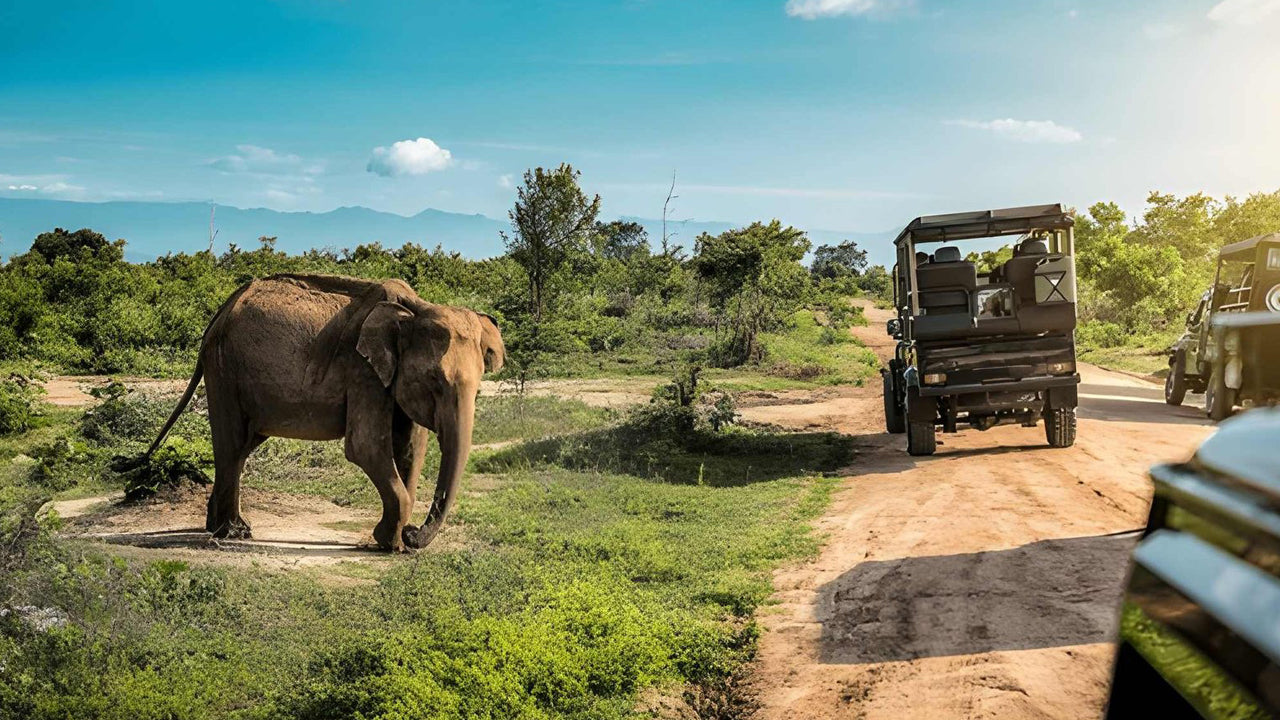 Safari privé dans le parc national d'Udawalawe avec un naturaliste