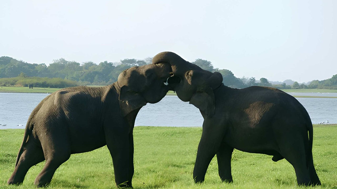 Safari privé dans le parc national d'Udawalawe avec un naturaliste