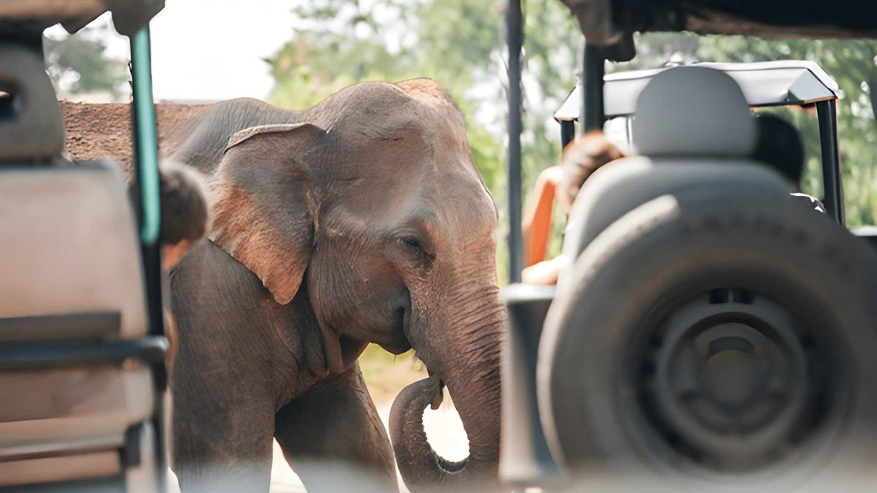 Safari privé dans le parc national d'Udawalawe avec un naturaliste