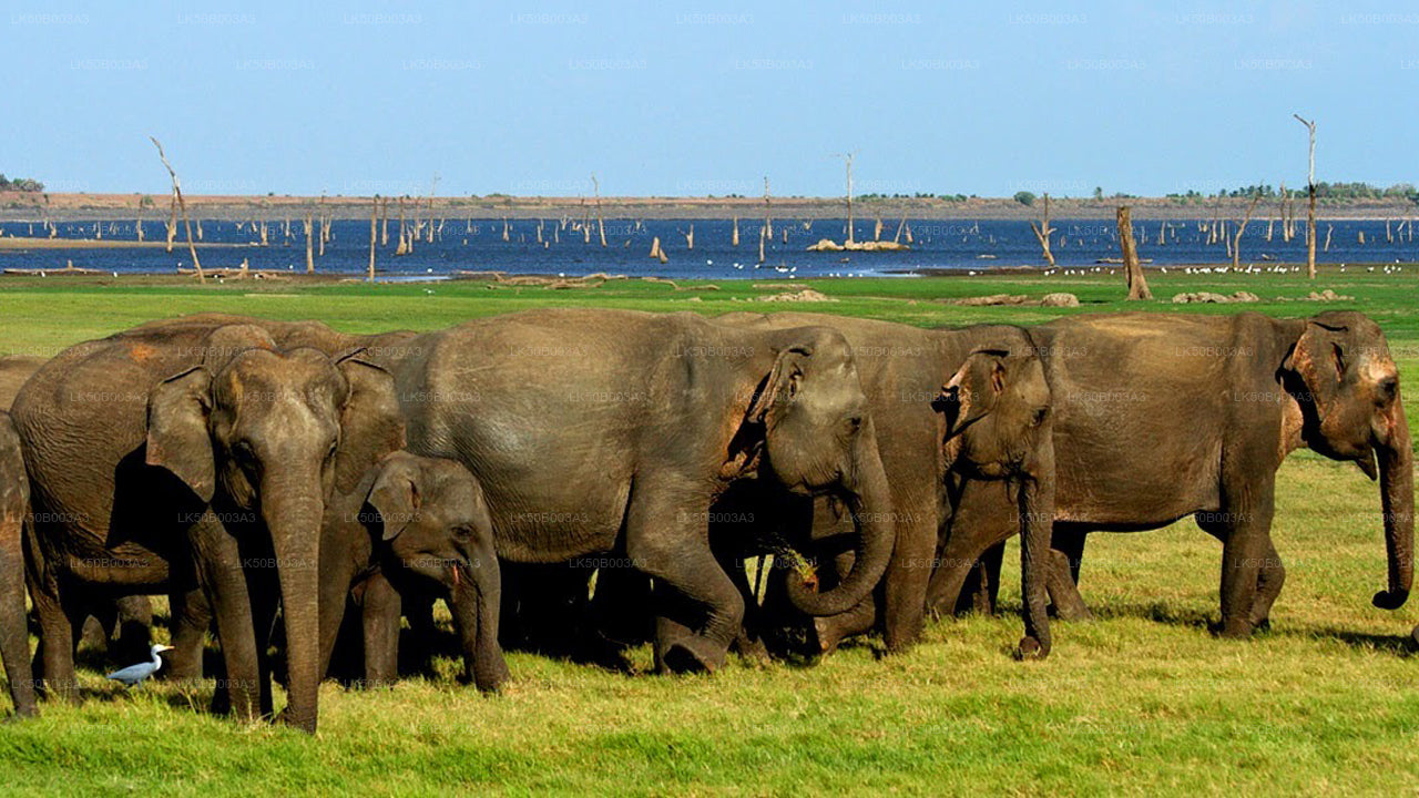Safari privé au parc national de Minneriya