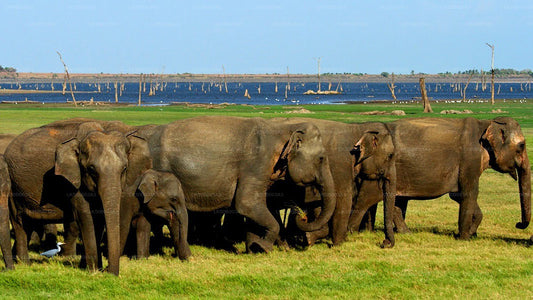 Safari privé au parc national de Minneriya