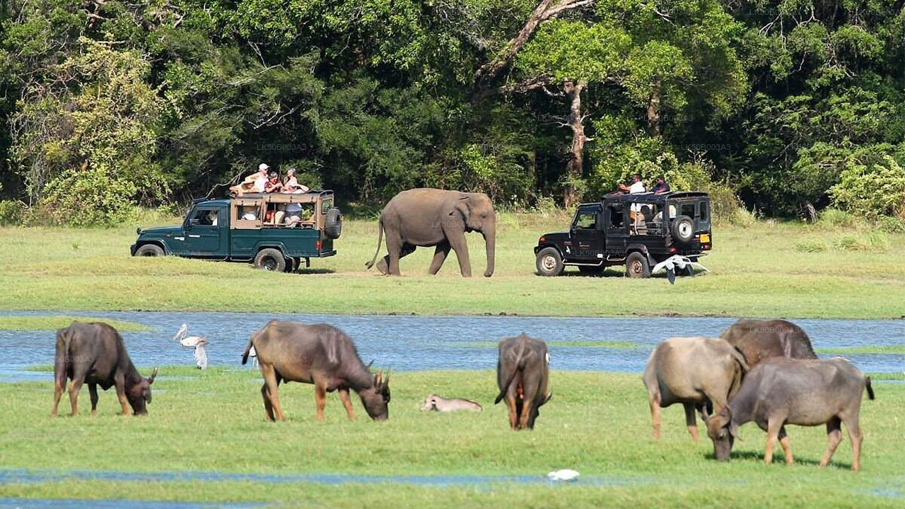 Safari privé au parc national de Minneriya