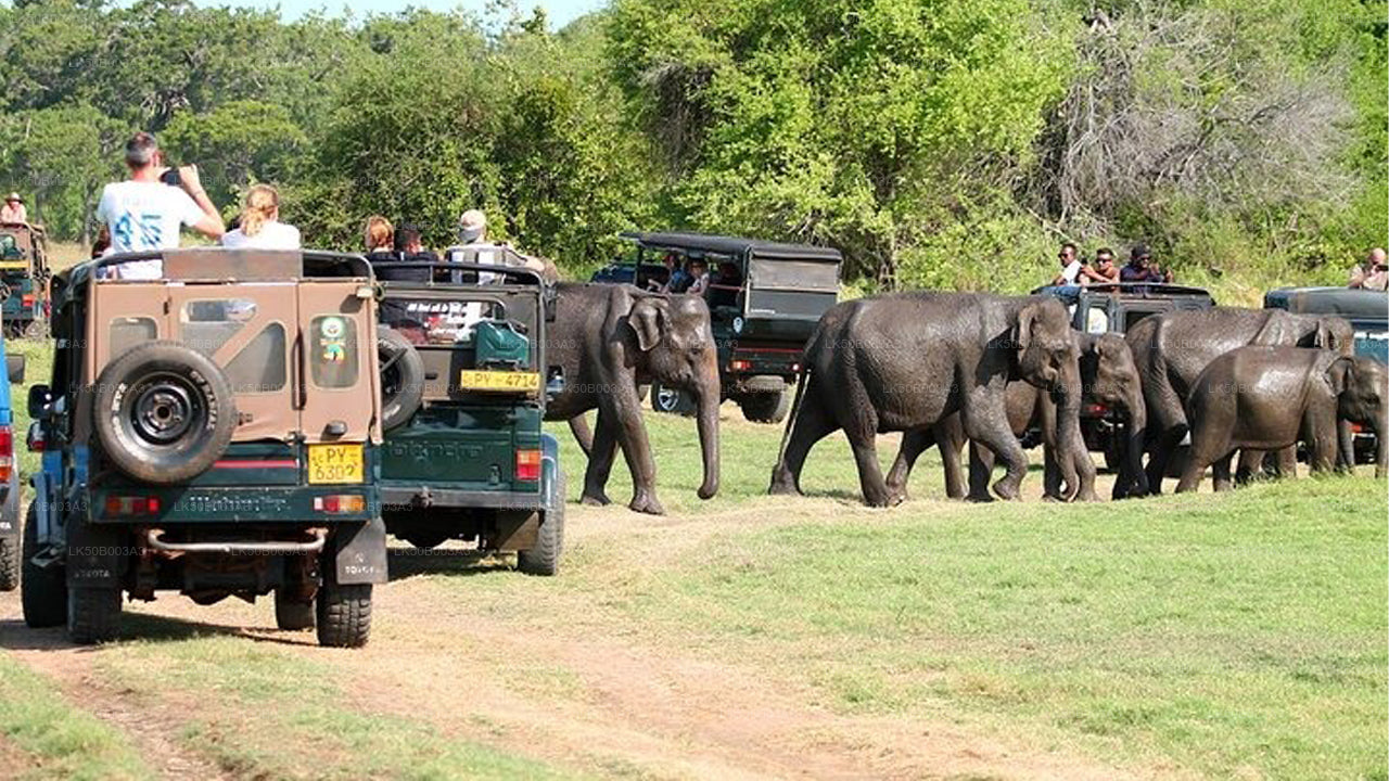 Safari privé au parc national de Minneriya