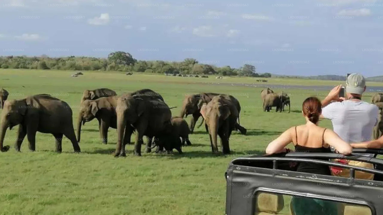 Safari privé au parc national de Minneriya