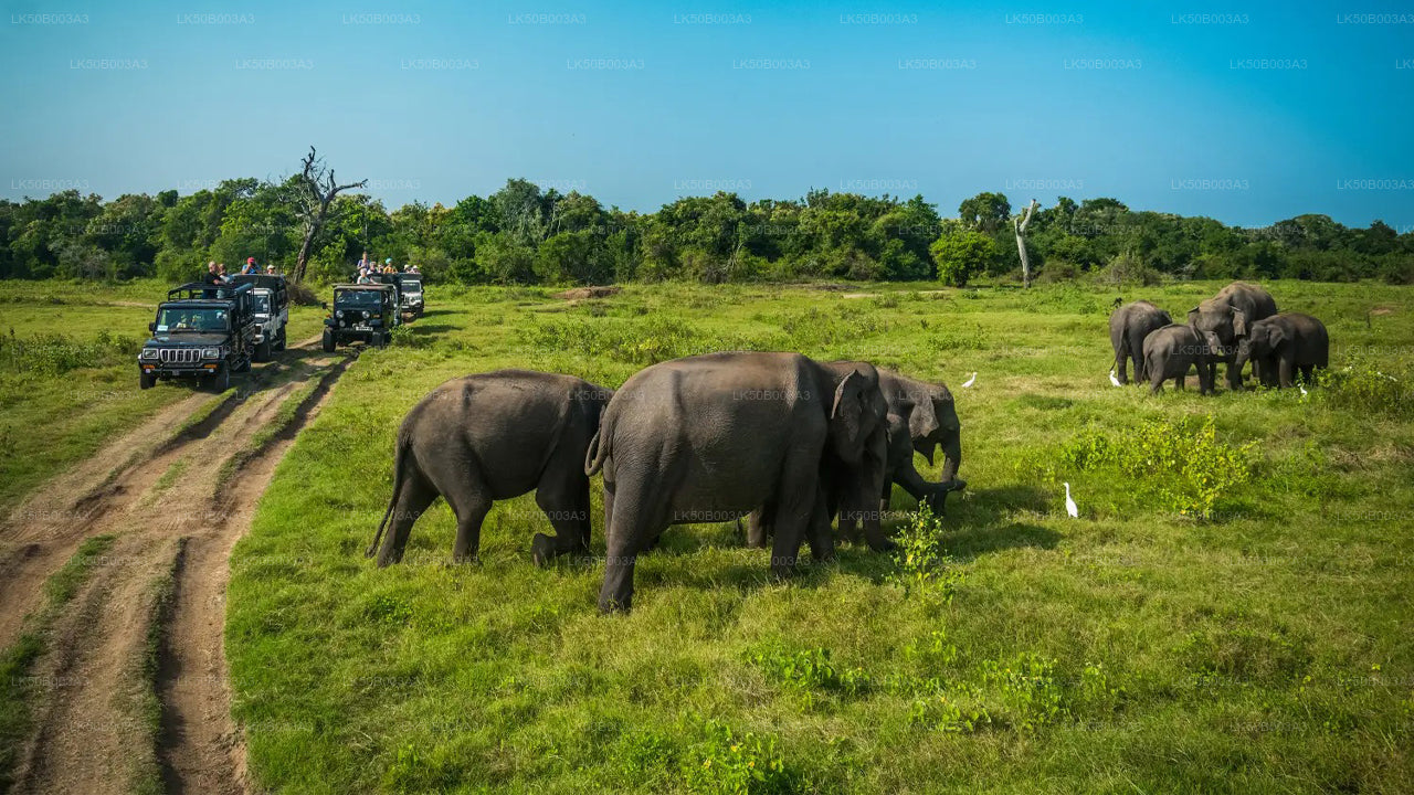Safari privé au parc national de Minneriya