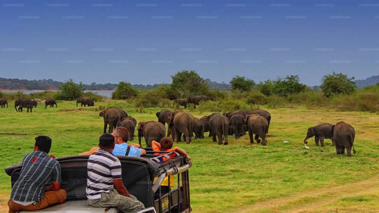Safari privé au parc national de Minneriya