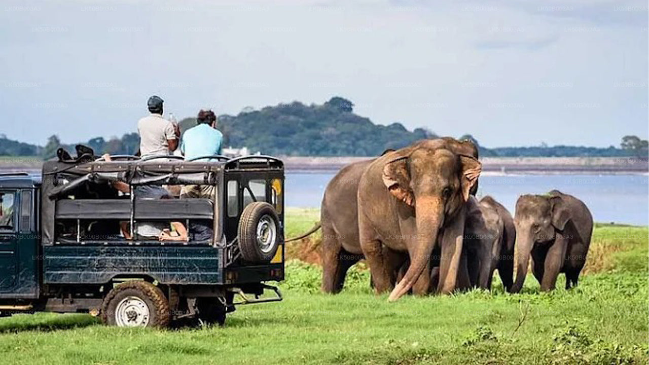 Safari privé au parc national de Minneriya