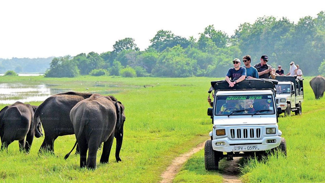 Safari privé au parc national de Minneriya