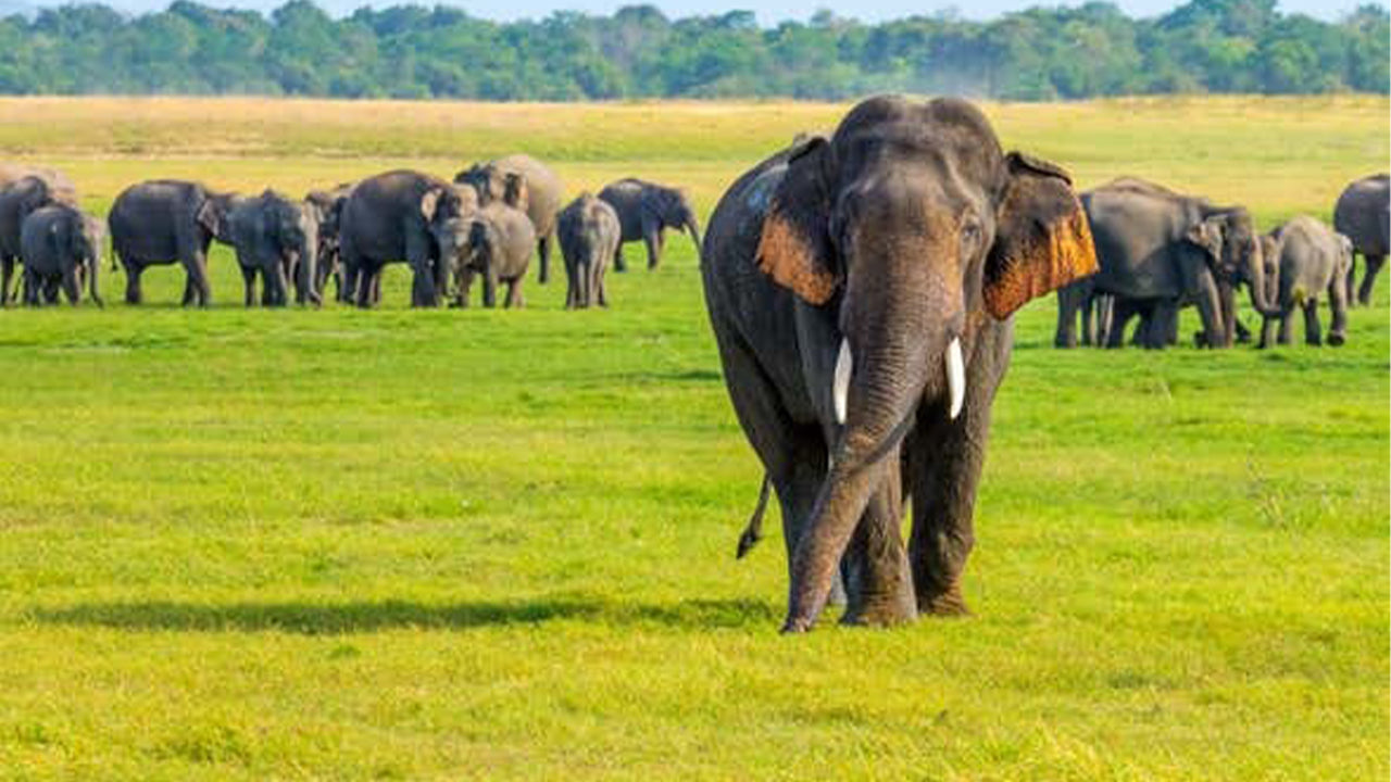 Safari dans le parc national de Minneriya au départ de Sigiriya