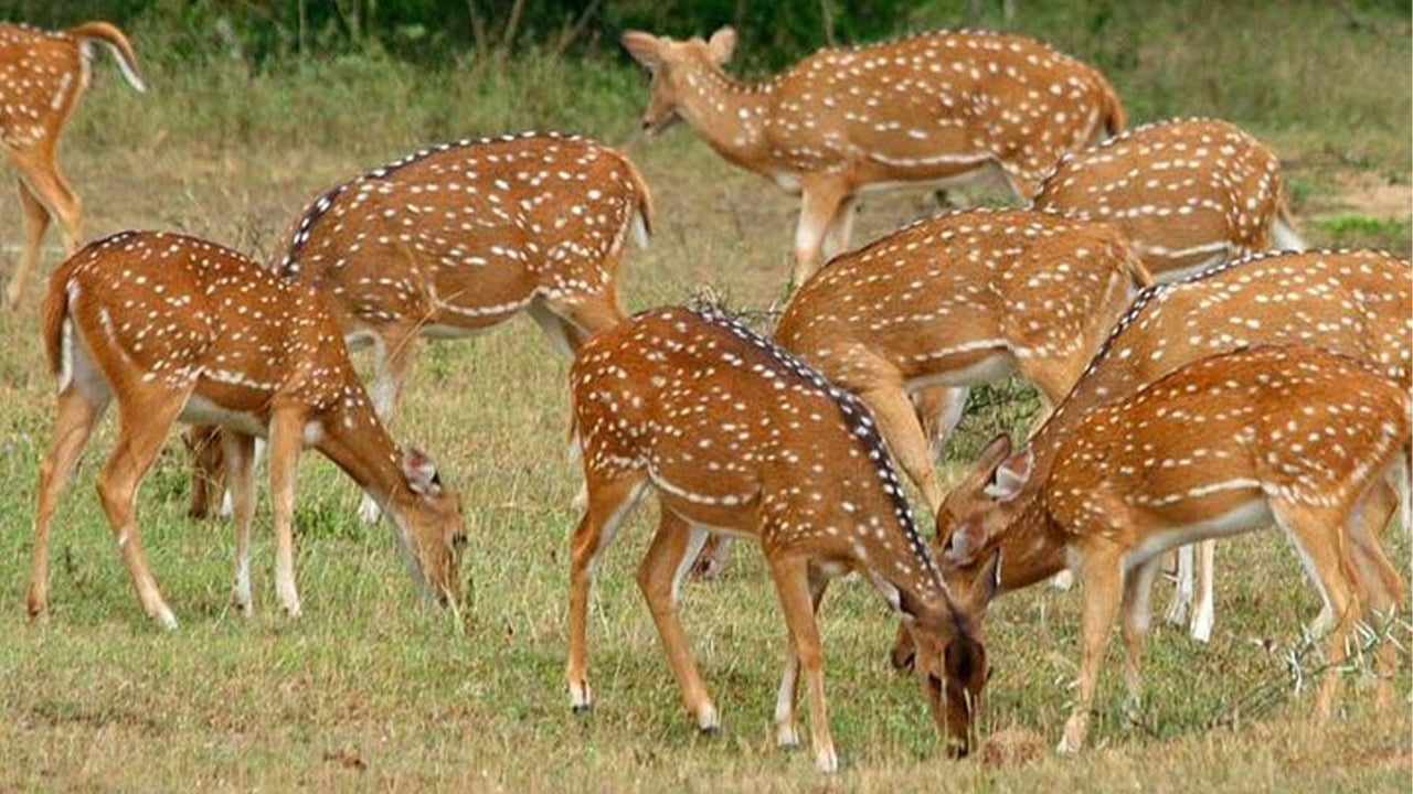 Safari dans le parc national de Minneriya au départ de Sigiriya