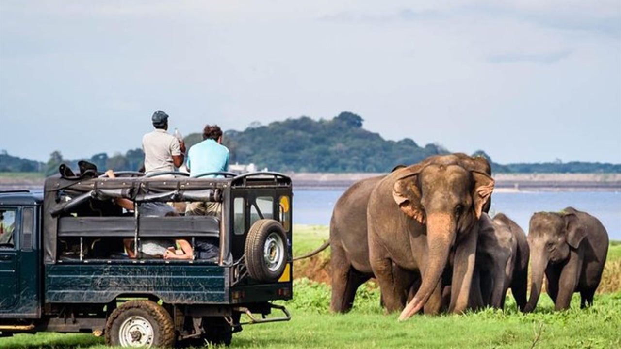 Safari dans le parc national de Minneriya au départ de Sigiriya