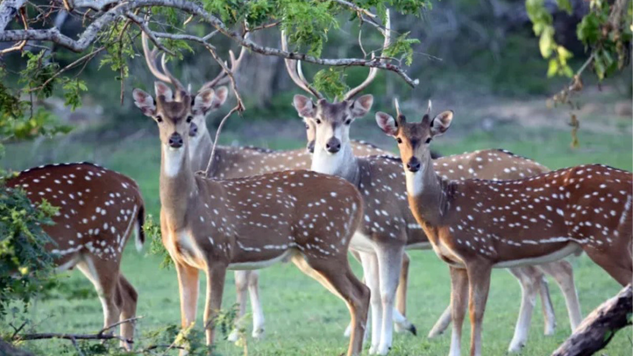 Safari dans le parc national de Minneriya au départ de Sigiriya