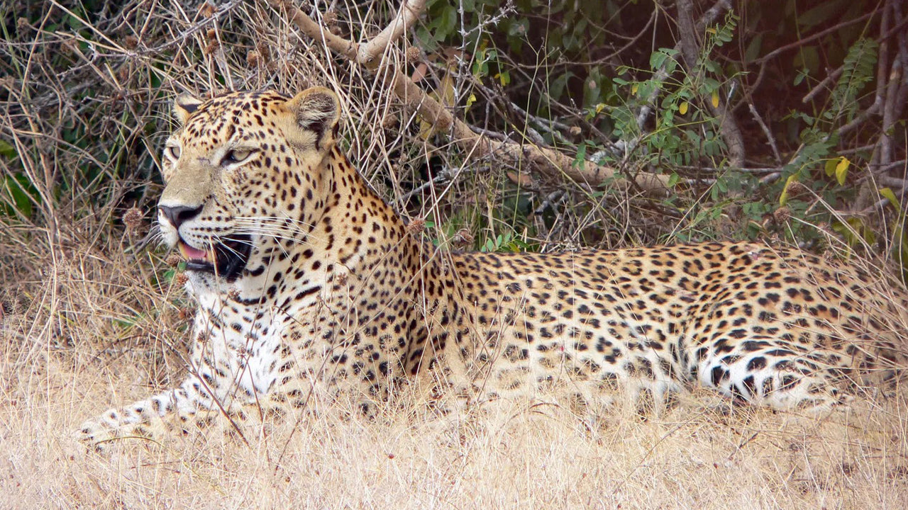 Safari privé au parc national de Yala