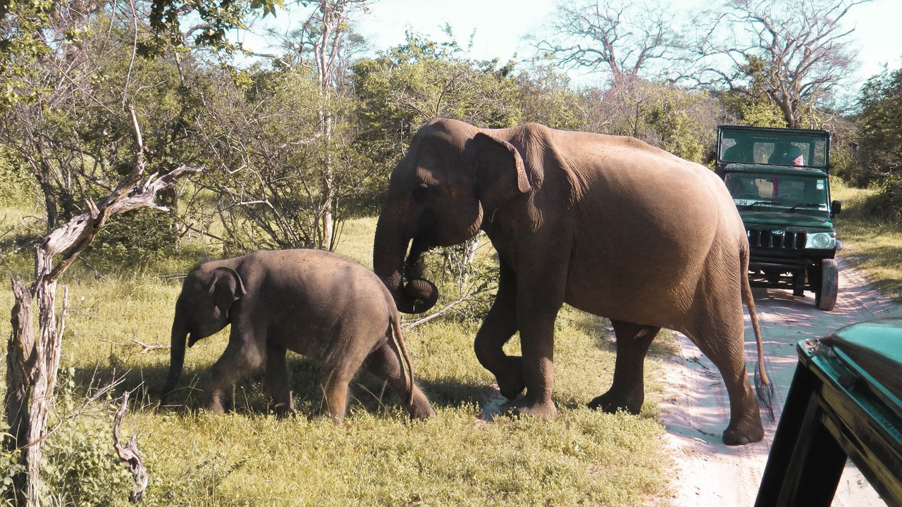 Safari privé au parc national de Yala