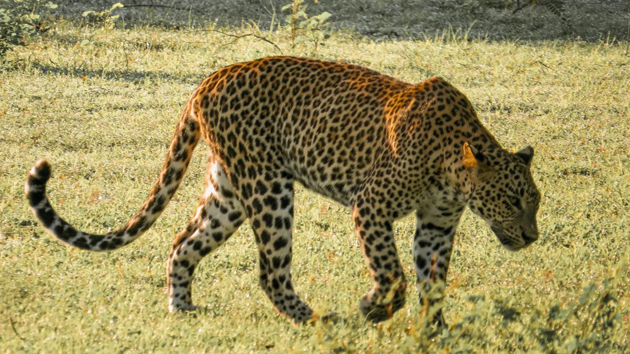Safari privé au parc national de Yala