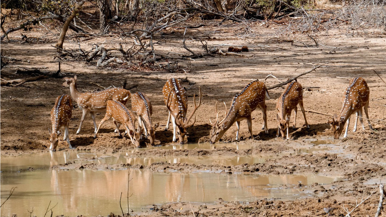 Safari privé au parc national de Yala