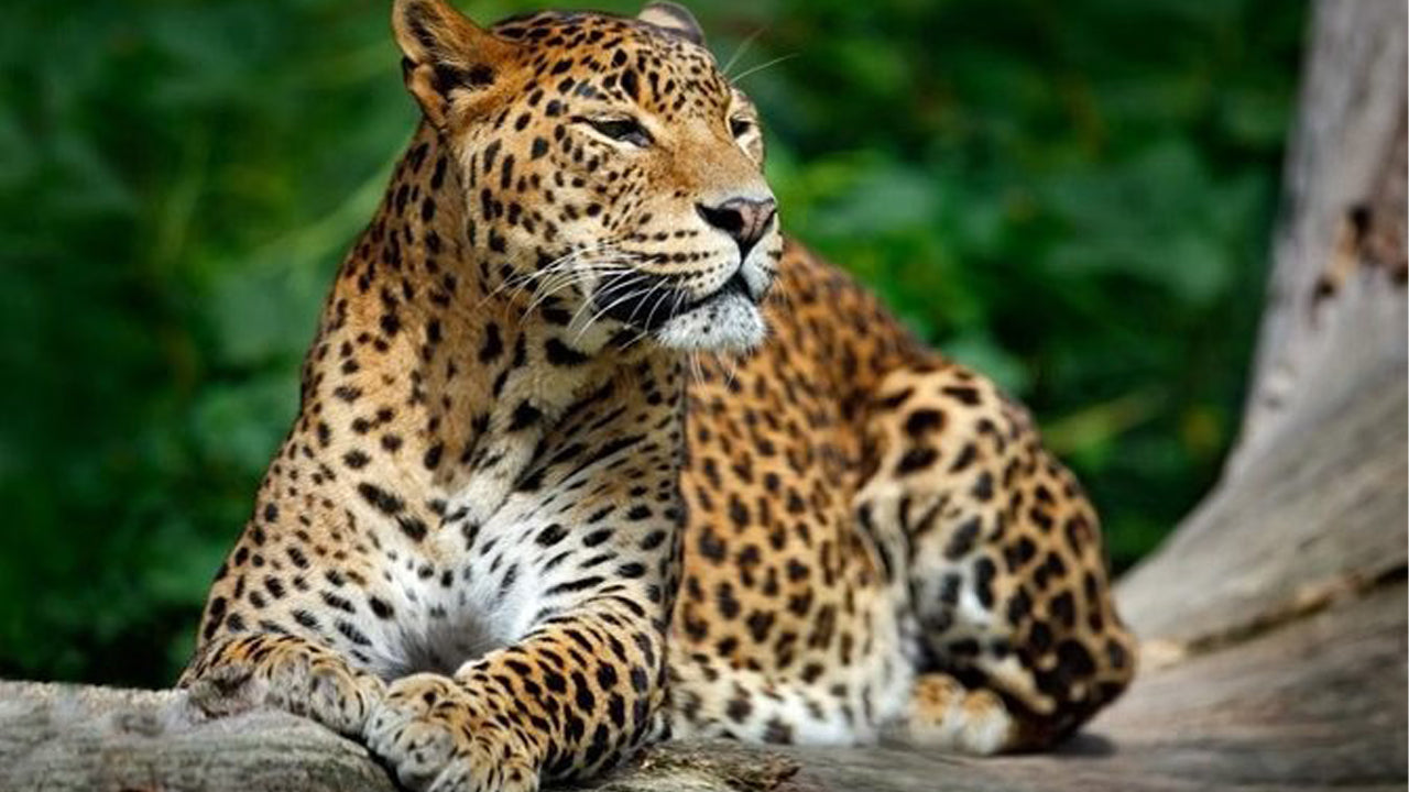 Safari privé au parc national de Yala