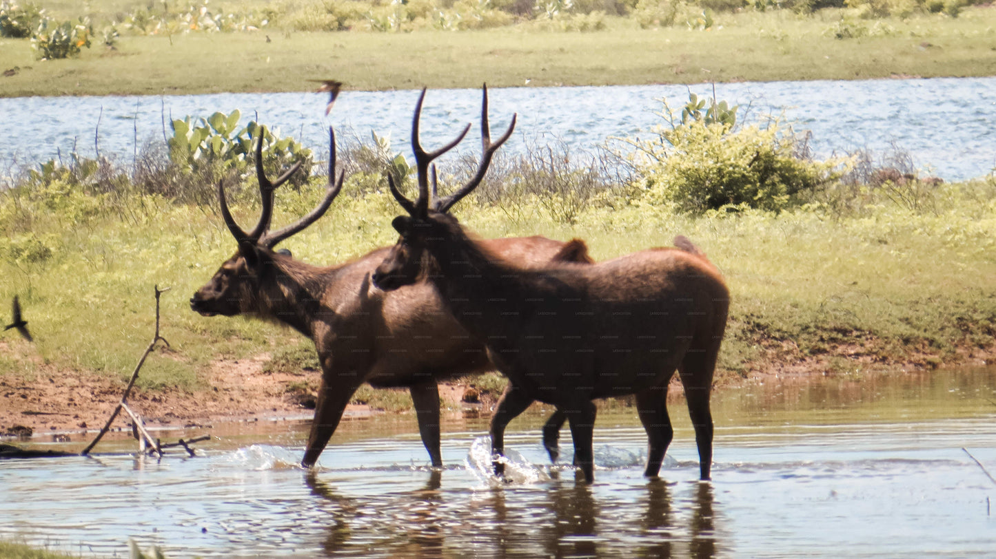 Safari privé au parc national de Yala avec un naturaliste